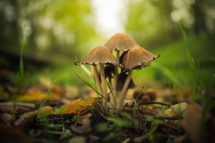 magic mushroom benefits