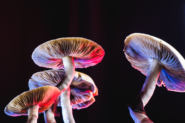 psychedelic mushrooms